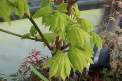 Acer shirasawanum "Aureum", érable shirasawanum Aureum