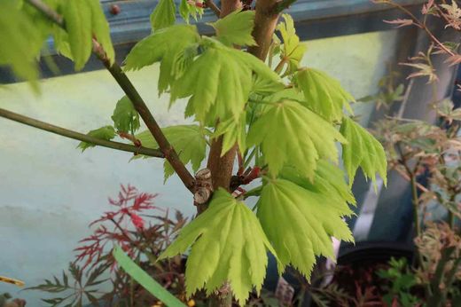 Acer shirasawanum "Aureum", Arce shirasawanum Aureum