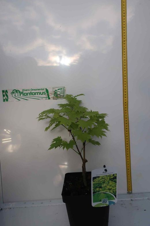 Acer shirasawanum "Aureum", Arce shirasawanum Aureum