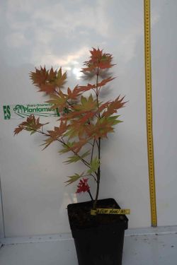 Acer shirasawanum "Autumn moon", Acer autum moon