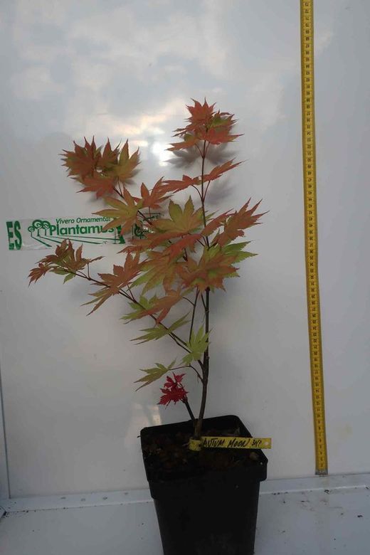 Acer shirasawanum "Autumn moon", Acer autum moon