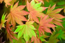 Acer shirasawanum "Autumn moon", Acer autum moon
