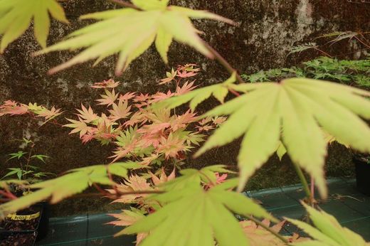 Acer shirasawanum "Autumn moon", Acer autum moon