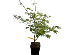 Acer shirasawanum Garden glory