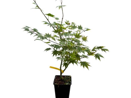 Acer shirasawanum Garden glory