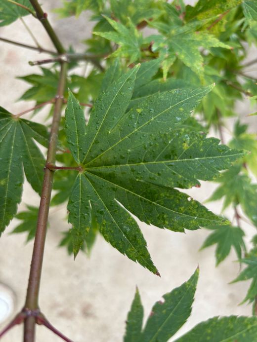 Acer shirasawanum Garden glory
