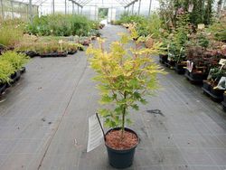 Acer shirasawanum "Jordan"