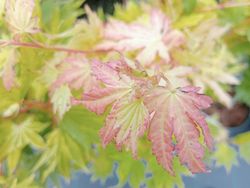 Acer shirasawanum "Jordan"