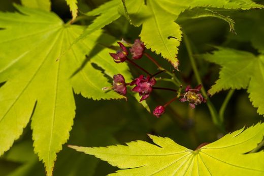Acer shirasawanum "Jordan"