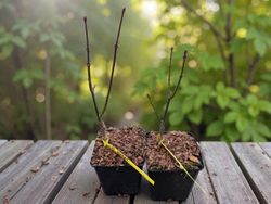 Acer shirasawanum "Jordan"