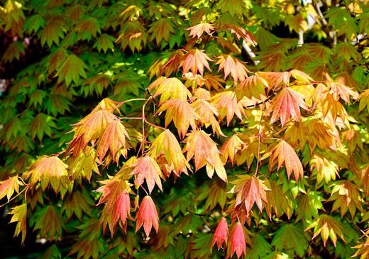 Acer shirasawanum "Moonrise", Arce shirasawanum Moonrise