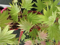 Acer shirasawanum "Moonrise" – Arce shirasawanum Moonrise