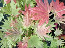 Acer shirasawanum "Moonrise" – Arce shirasawanum Moonrise