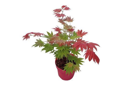 Acer shirasawanum "Moonrise" – Arce shirasawanum Moonrise