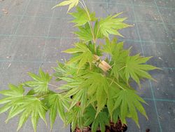 Acer shirasawanum "Mr. Sun"