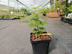 Acer shirasawanum "Mr. Sun"