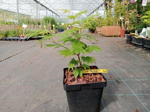 Acer shirasawanum "Mr. Sun"