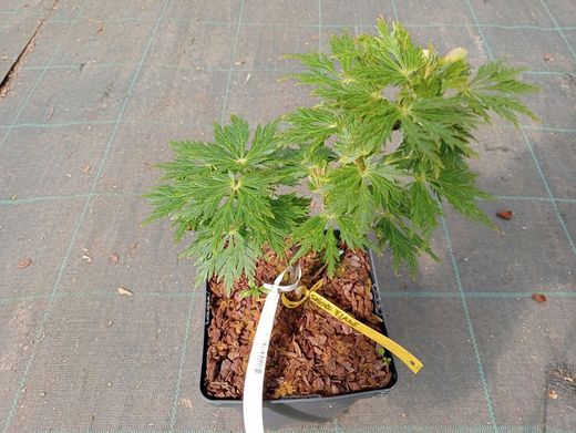 Acer shirasawanum Green Snowflake