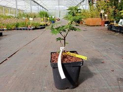 Acer shirasawanum Green Snowflake