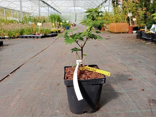 Acer shirasawanum Green Snowflake