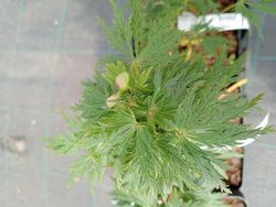 Acer shirasawanum Green Snowflake