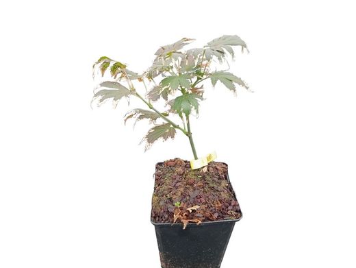 Acer shirasawanum "Yasemin"