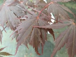 Acer shirasawanum "Yasemin"