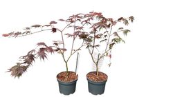 Acer shirasawanum "Yasemin"