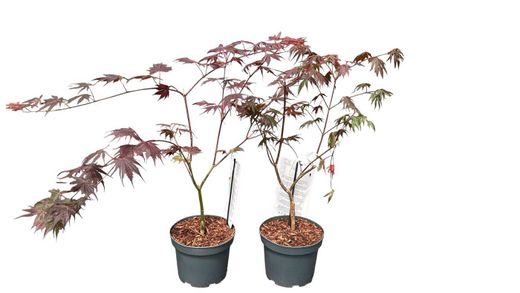Acer shirasawanum "Yasemin"