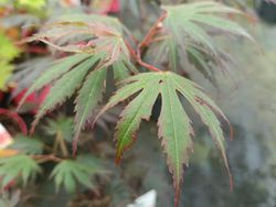 Acer shirasawanum "Yasemin"