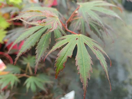 Acer shirasawanum "Yasemin"