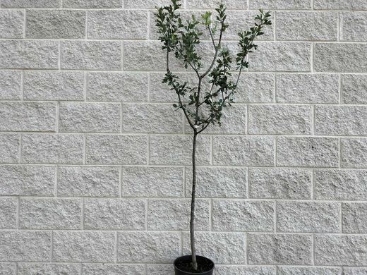 Acerolo amarillo, Crataegus azarolus