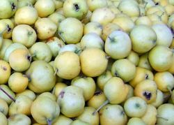 Acerolo amarillo, Crataegus azarolus