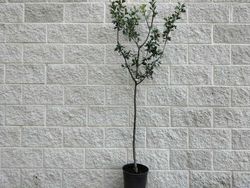 Acerolo amarillo, Crataegus azarolus