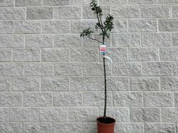 Acerolo vermelho, Crataegus azarolus