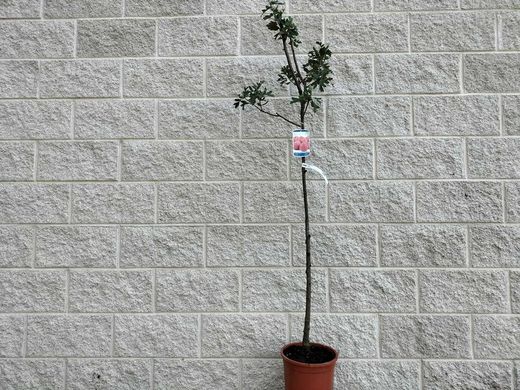 Acerolo vermelho, Crataegus azarolus