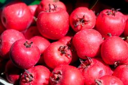 Acerolo vermelho, Crataegus azarolus