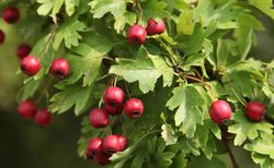 Acerolo vermelho, Crataegus azarolus