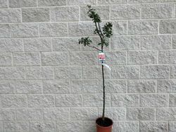 Acerolo vermelho, Crataegus azarolus