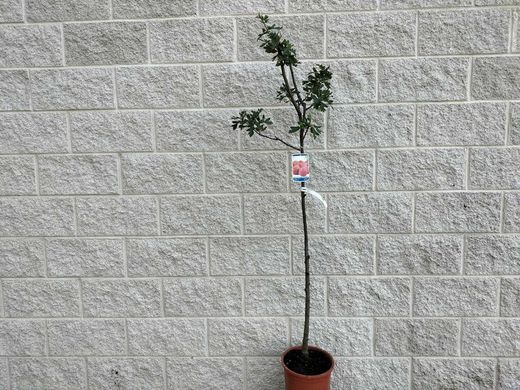 Acerolo vermelho, Crataegus azarolus