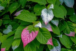 Actinidia kolomikta - kiwi enano siberiano