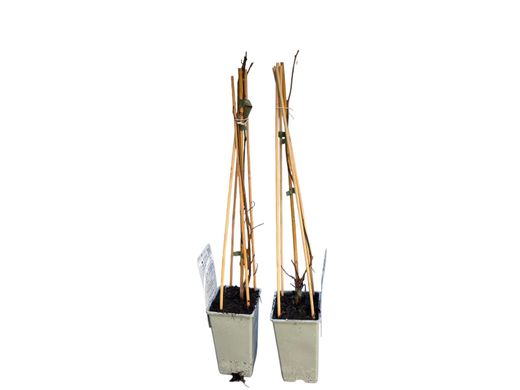 Actinidia kolomikta - kiwi enano siberiano