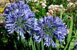 Agapanthe bleu, fleur d'amour bleue, Agapanthus africanus