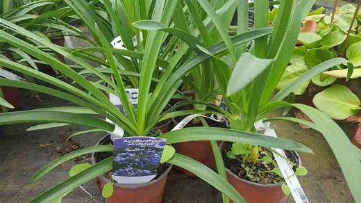 Agapanthe bleu, fleur d'amour bleue, Agapanthus africanus