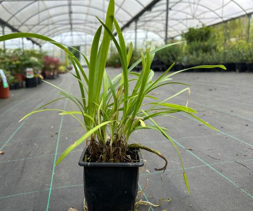 Agapanthe bleu, fleur d'amour bleue, Agapanthus africanus