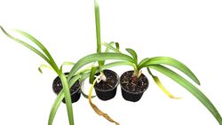 Agapanthe bleu, fleur d'amour bleue, Agapanthus africanus