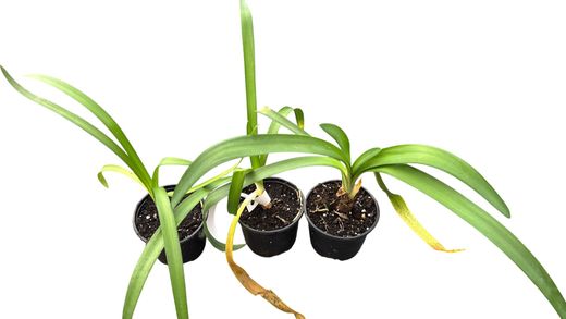 Agapanthe bleu, fleur d'amour bleue, Agapanthus africanus