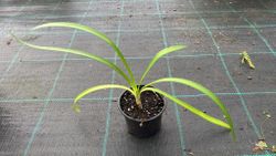 Agapanthe bleu, fleur d'amour bleue, Agapanthus africanus