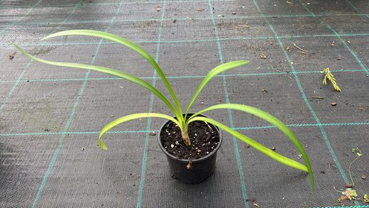 Agapanthe bleu, fleur d'amour bleue, Agapanthus africanus
