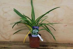 Agapanto blanco, flor del amor blanca, Agapanthus africanus